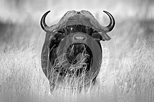 African Buffalo, Cyncerus cafer, standing on the river bank, Chobe, Botswana, Africa. Black and white art photo. Danger animal in