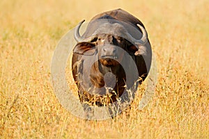 African Buffalo, Cyncerus cafer, standing on the river bank with green grass, Moremi, Okavango delta, Botswana. Wildlife scene