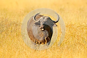 African Buffalo, Cyncerus cafer, standing on the river bank with green grass, Moremi, Okavango delta, Botswana. Wildlife scene