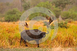 African Buffalo, Cyncerus cafer, standing savannah with yellow grass, Moremi, Okavango delta, Botswana. Wildlife scene from Africa