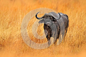 African Buffalo, Cyncerus cafer, standing savannah with yellow grass, Moremi, Okavango delta, Botswana. Wildlife scene from Africa