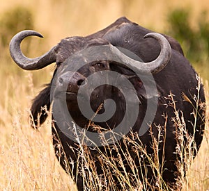 An African Buffalo: danger near-by photo