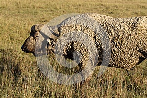 African buffalo dipped in mud, Kenya