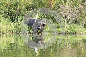 African buffalo with egret on back in Queen Elizabeth Park, Uganda