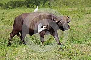 African buffalo with egrets