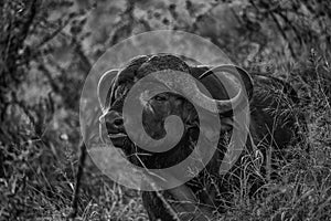 African buffalo in emerging from dense foliage