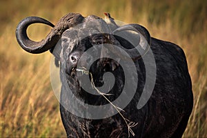 African buffalo in a field in Masai Mara, Kenya during daylight