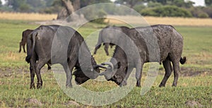African buffalo fighting in Botswana, Africa