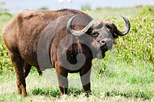 African buffalo grazing at Lake Nakuru National Park