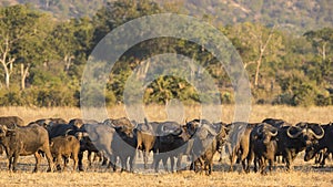 African Buffalo herd