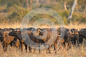 African Buffalo herd