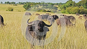 African Buffalo Herd, Africa Animals on Wildlife Safari in Masai Mara in Kenya at Maasai Mara Nation