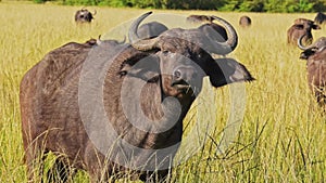 African Buffalo Herd, Africa Animals on Wildlife Safari in Masai Mara in Kenya at Maasai Mara Nation