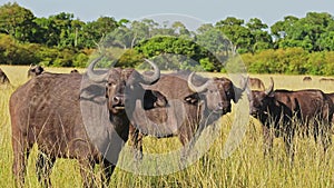 African Buffalo Herd, Africa Animals on Wildlife Safari in Masai Mara in Kenya at Maasai Mara Nation