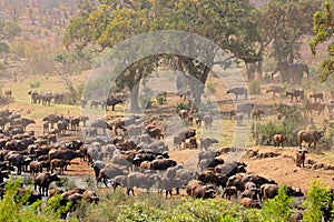 African buffalo herd - Kruger National Park