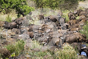 African buffalo herd in Kruger National park