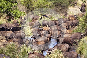 African buffalo herd in Kruger National park