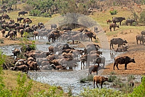 African buffalo herd