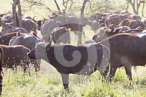 African Buffalo herd in the Ngorongoro Crater, Tanzania