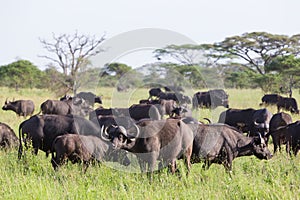 African Buffalo herd in the Ngorongoro Crater, Tanzania