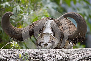 African buffalo horns on a stone wall