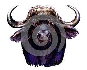 African buffalo ilustration