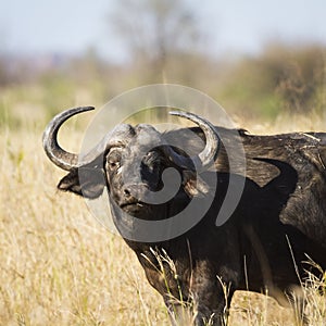 African buffalo in Kruger National park