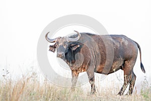 African buffalo in Kruger National park, South Africa