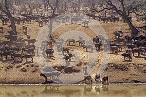 African buffalo in Kruger National park, South Africa