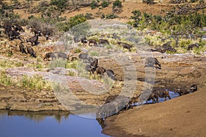 African buffalo in Kruger National park, South Africa