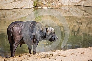 African buffalo in Kruger National park, South Africa