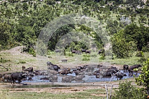 African buffalo in Kruger National park, South Africa