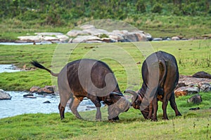 African buffalo in Kruger National park, South Africa