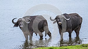 African buffalo in Kruger National park, South Africa