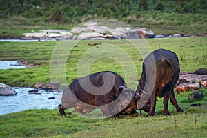 African buffalo in Kruger National park, South Africa