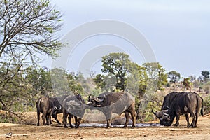 African buffalo in Kruger National park, South Africa