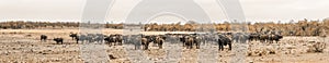 African buffalo in Kruger National park, South Africa