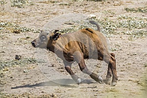 African buffalo in Kruger National park, South Africa