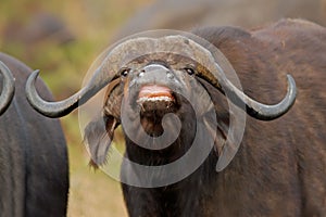 African buffalo, Kruger Park, South Afric