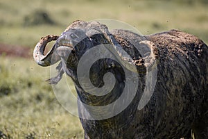 African buffalo in Lake Nakura National Park ,Kenya.