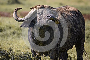 African buffalo in Lake Nakura National Park ,Kenya.