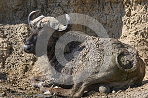 African buffalo in Lake Nakura National Park ,Kenya.