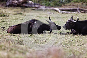 African buffalo laying on the grass in Lewa Conservancy, Kenya