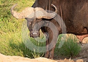 African Buffalo looking angry / hangry / hungry. Photographed at Kruger National Park in South Africa.