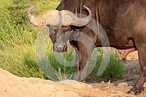 African Buffalo looking angry / hangry / hungry. Photographed at Kruger National Park in South Africa.