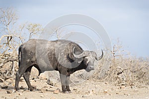 African buffalo looking at camera