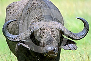 African buffalo, Maasai Mara Game Reserve, Kenya