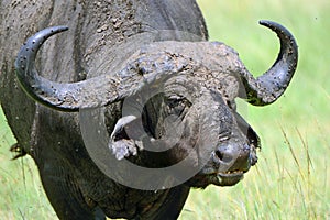 African buffalo, Maasai Mara Game Reserve, Kenya