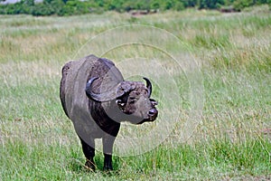 African buffalo, Maasai Mara Game Reserve, Kenya