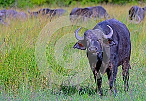 African buffalo, Maasai Mara Game Reserve, Kenya